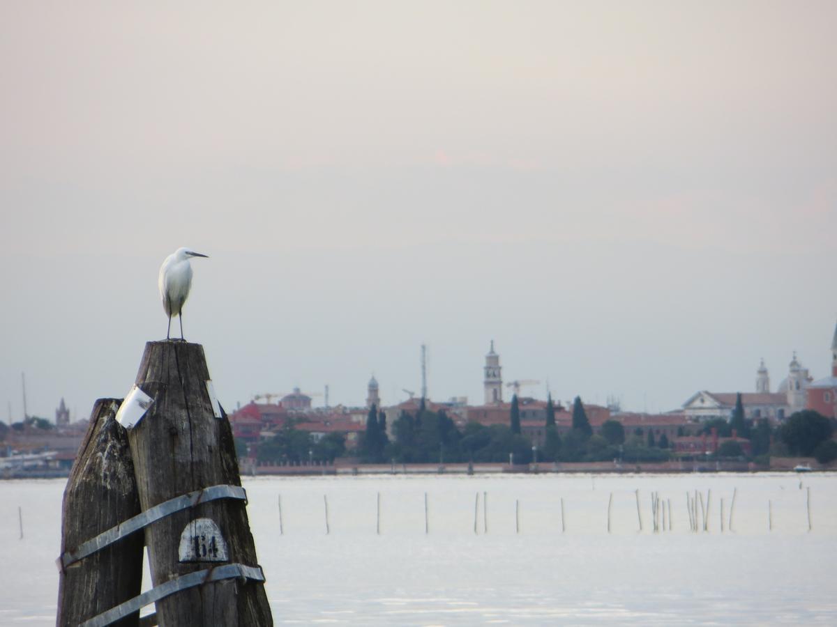 Villa Elisabetta Lido di Venezia Bagian luar foto